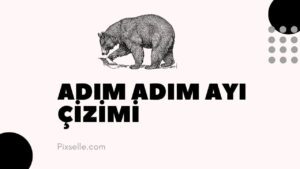 adım-adım-ayı-çizimi